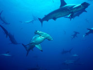 Shark Mountain: Video: Full Episode