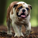 Bulldog Wallpaper Bulldog Wallpaper