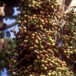 Cluster of figs