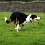 Dogs Wallpaper 1 Dogs Wallpaper 1