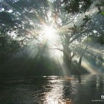 Sun filtering through sycomore fig branches