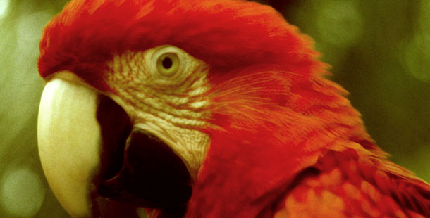610_macaw_jewels