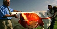 The Perfect Cow?: Lesson Overview