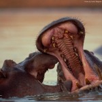 hippo_wallpaper_02