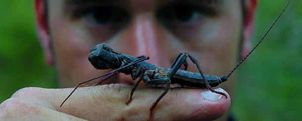 na_img_truespider_hunter_01 spider held by Martin Nicholas spider hunter