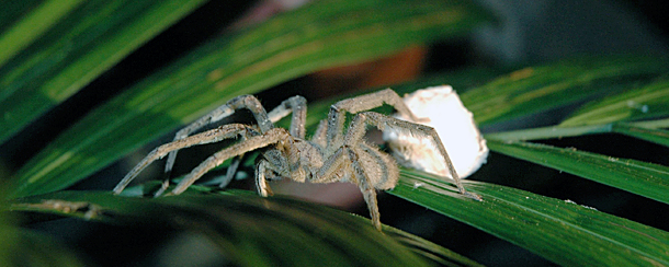 na_img_truespider_hunter_02