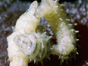 Crime Scene Creatures: Case Files