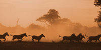 Kalahari: Introduction