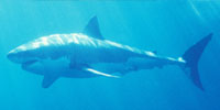 Shark Attack: Lesson