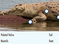 Supersize Crocs: Interactive Crocodile Anatomy