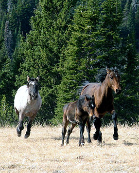 Flint and his newly acquired family Flint and his newly acquired family