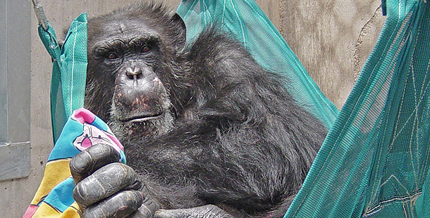 na_img_chimp_intro