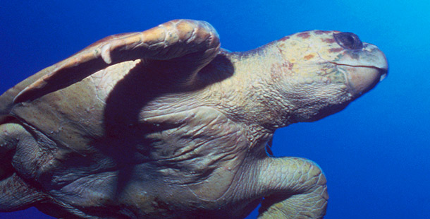 Loggerhead Turtle in the ocean