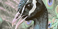 Inside the Animal Mind: Who’s the Birdbrain? Inside the Animal Mind: Who’s the Birdbrain?