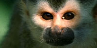 Clever Monkeys: Introduction