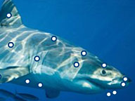 Sharkland: Interactive Anatomy: The Great White’s Weapons