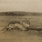Lobo After His Capture