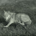 Blanca, Lobo’s Mate