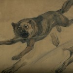 “Wolf Study”