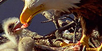 American Eagle: Video: Sibling Rivalry