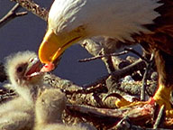 post thumbnail videopage