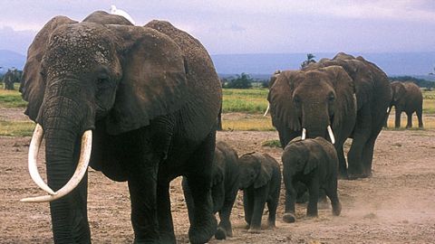 Unforgettable Elephants | An Elephant is Born | Nature | PBS