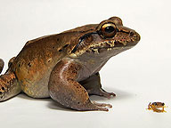 Frogs: The Thin Green Line: Video: Full Episode