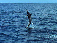 Voyage of the Lonely Turtle: Video: Spinner Dolphins
