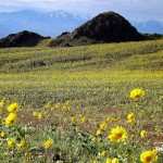 wallpaper1_lg_life_death_valley