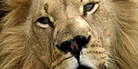 NATURE Community: Your Lion Photos