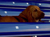 Underdogs: Video: Holly the Bloodhound Tracks Her Target