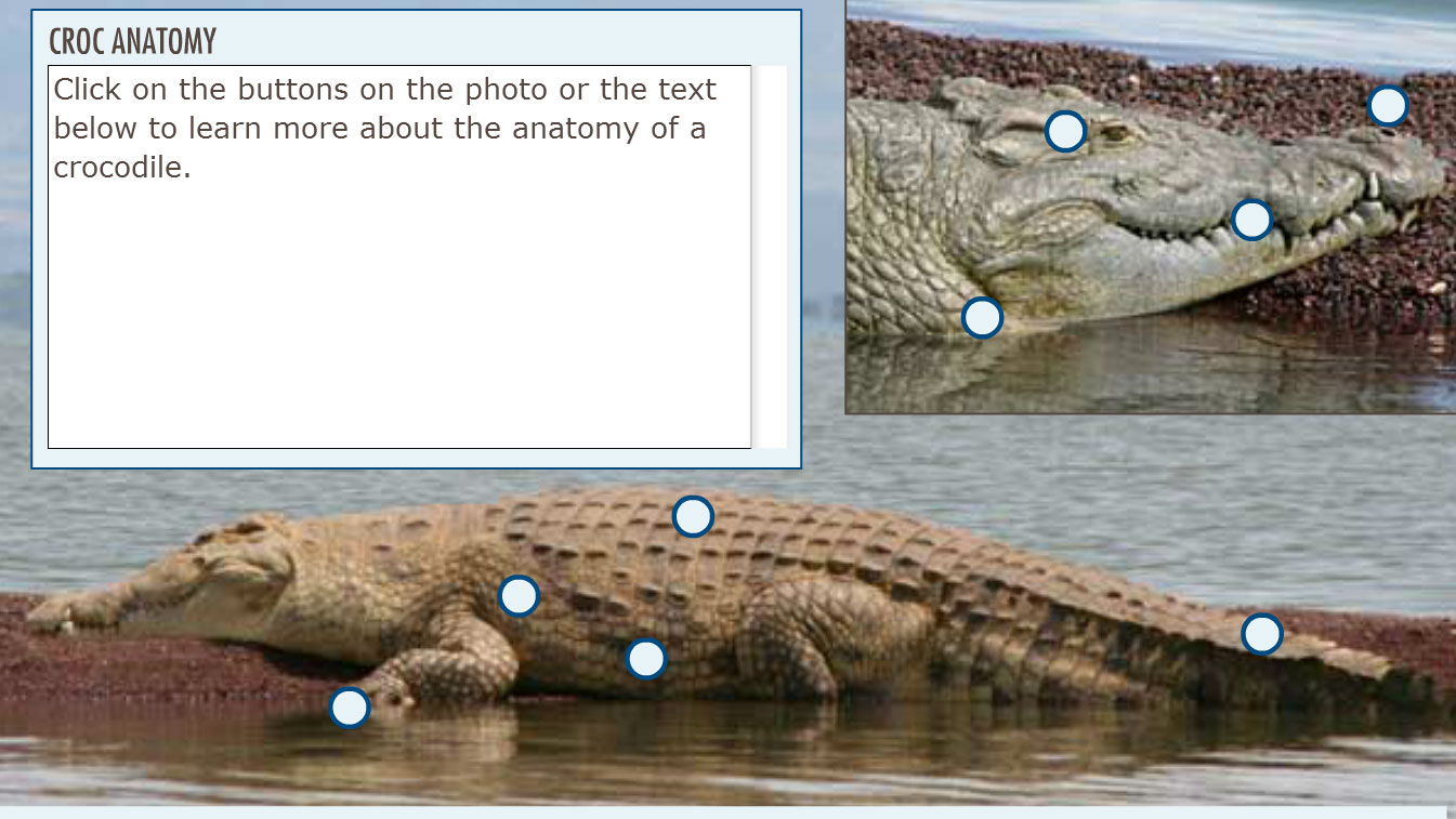 Supersize Crocs | Interactive Crocodile Anatomy | Nature | PBS