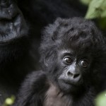 bornwild-gorilla-1024x768