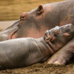 bornwild-hippo-1024x768