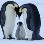 bornwild-penguin-1024x768