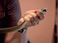Black Mamba: Video: Catching a Deadly Snake