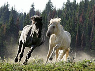 Cloud: Challenge of the Stallions: Video: Full Episode