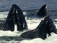Fellowship of the Whales: Video: Cooperative Feeding