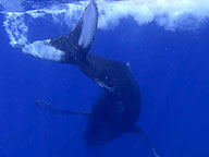 Fellowship of the Whales: Video: Humpback Males Fight