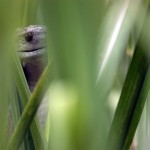 Lurking in the Sugar Cane