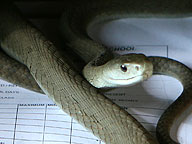 Black Mamba: Video: Full Episode