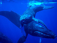 Fellowship of the Whales: Video: Full Episode