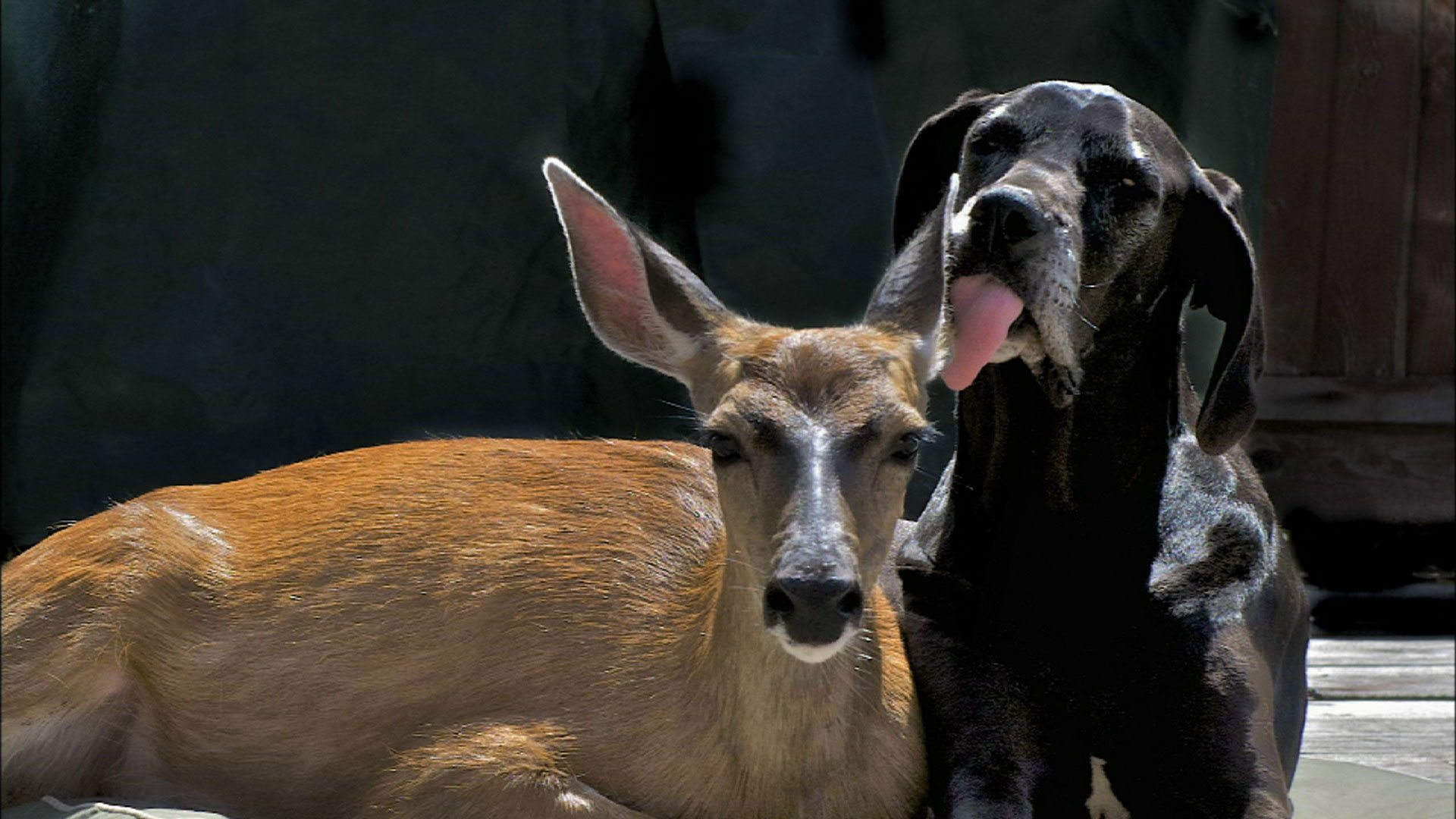 Animal Odd Couples Full Episode Nature PBS