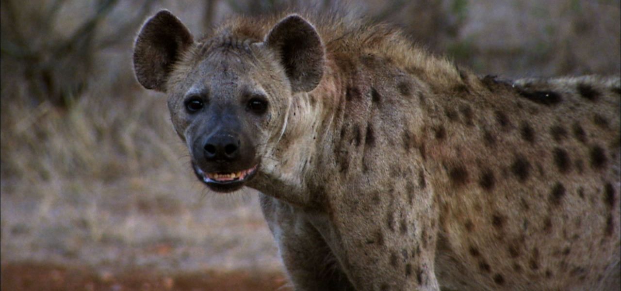 Hyenas | Nature | PBS
