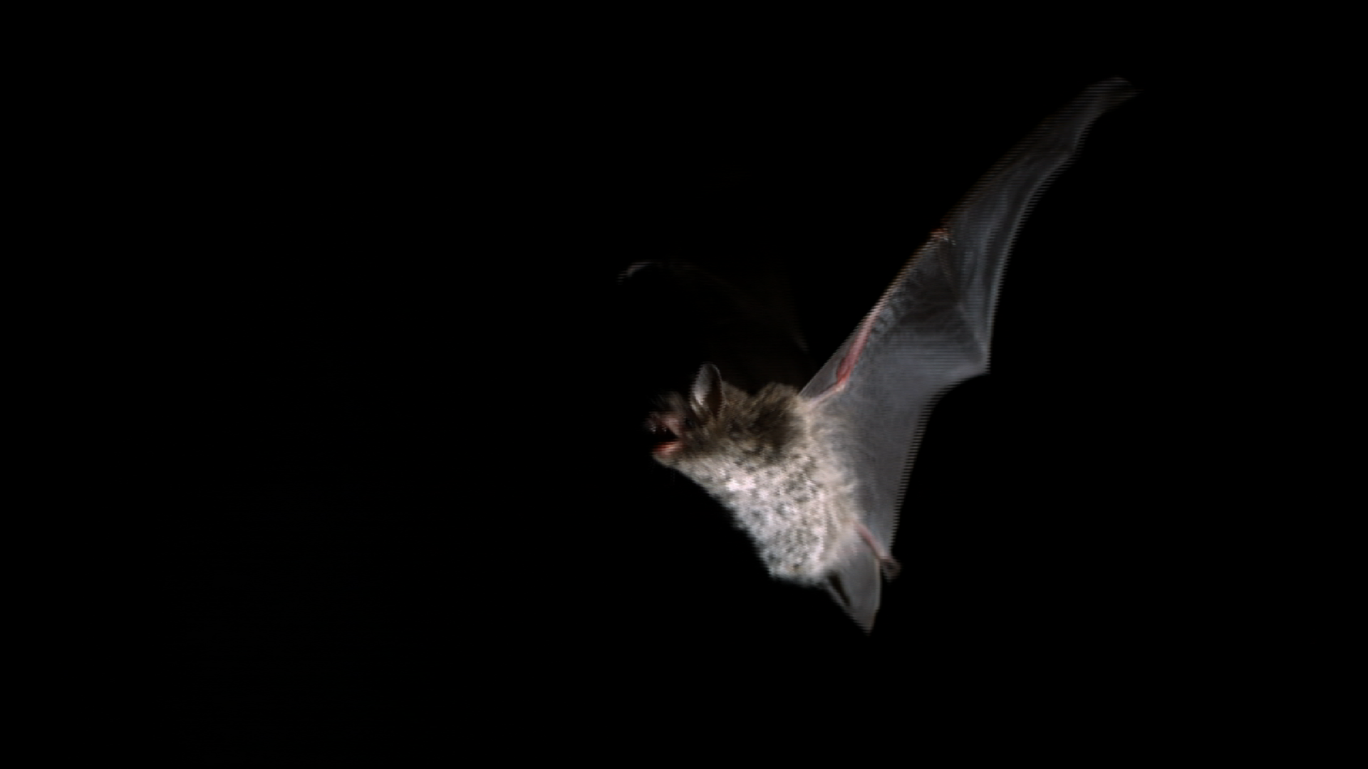 Ireland's Wild River Bats in flight over the Shannon Nature PBS