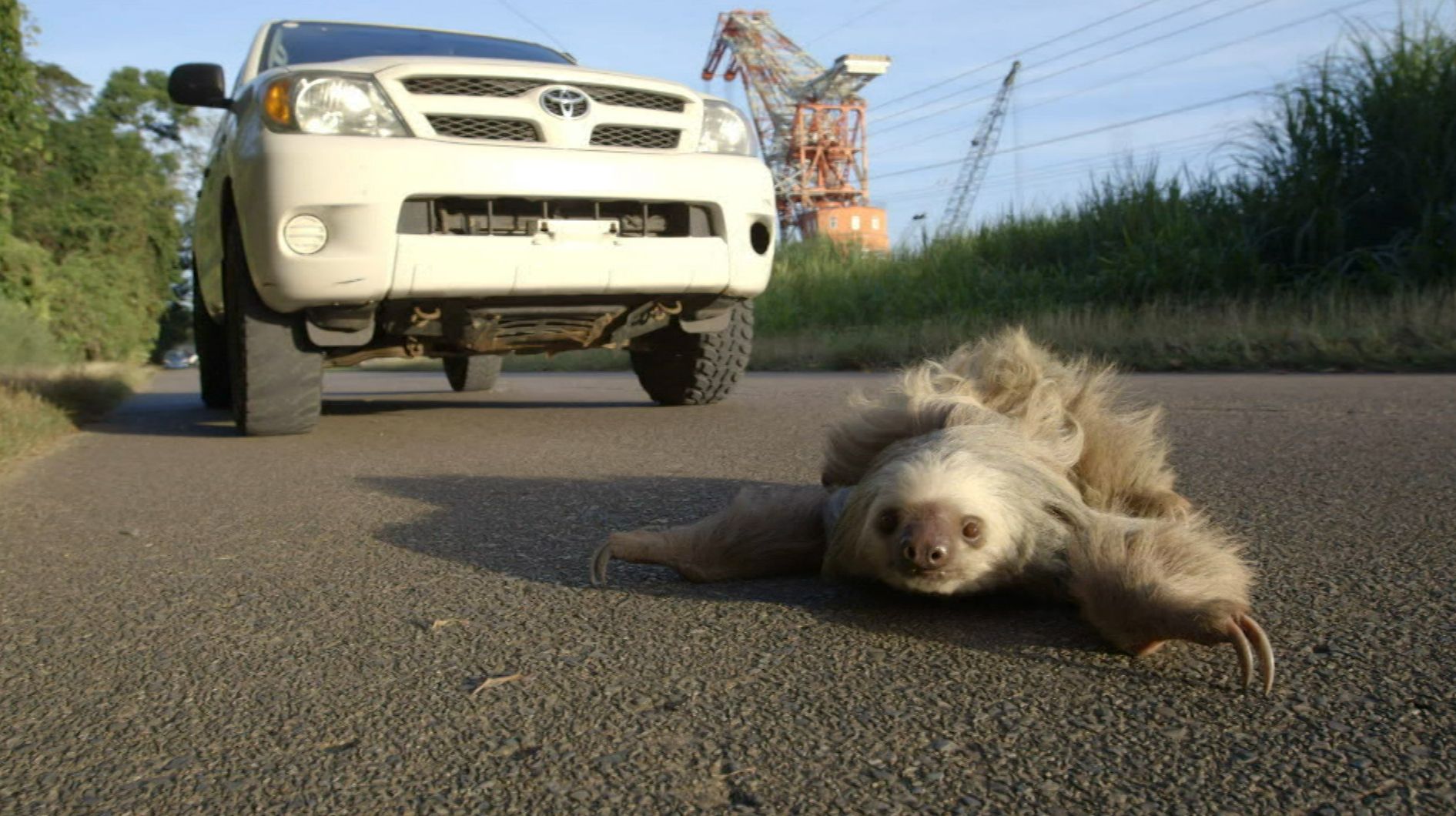 A Sloth Named Velcro | Citizen Sloth Patrol to the Rescue | Nature | PBS