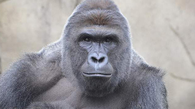 Animal Experts Weigh In On The Death Of Harambe Blog Nature PBS Animal Experts Weigh In On The Death Of Harambe Blog Nature PBS