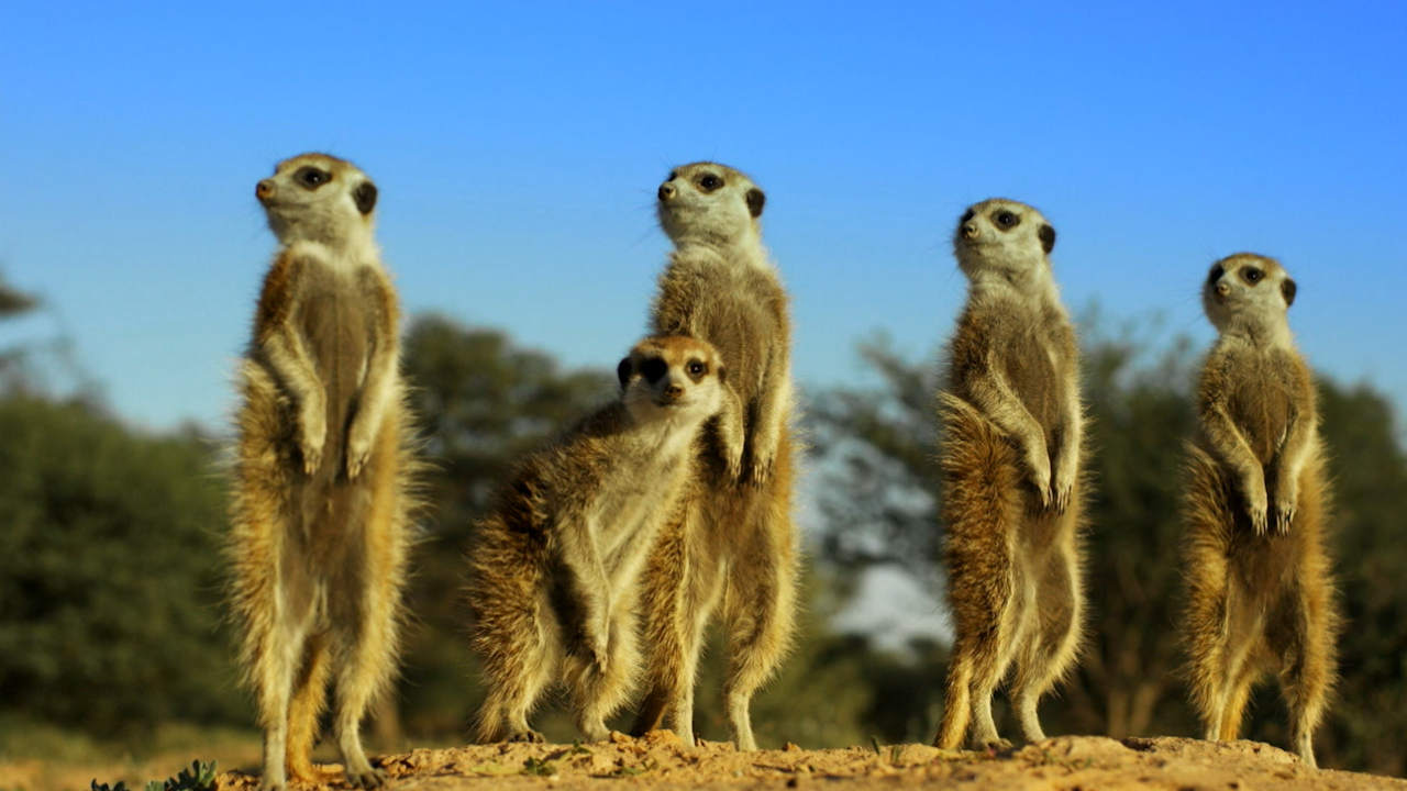 Spy In The Wild About Nature PBS