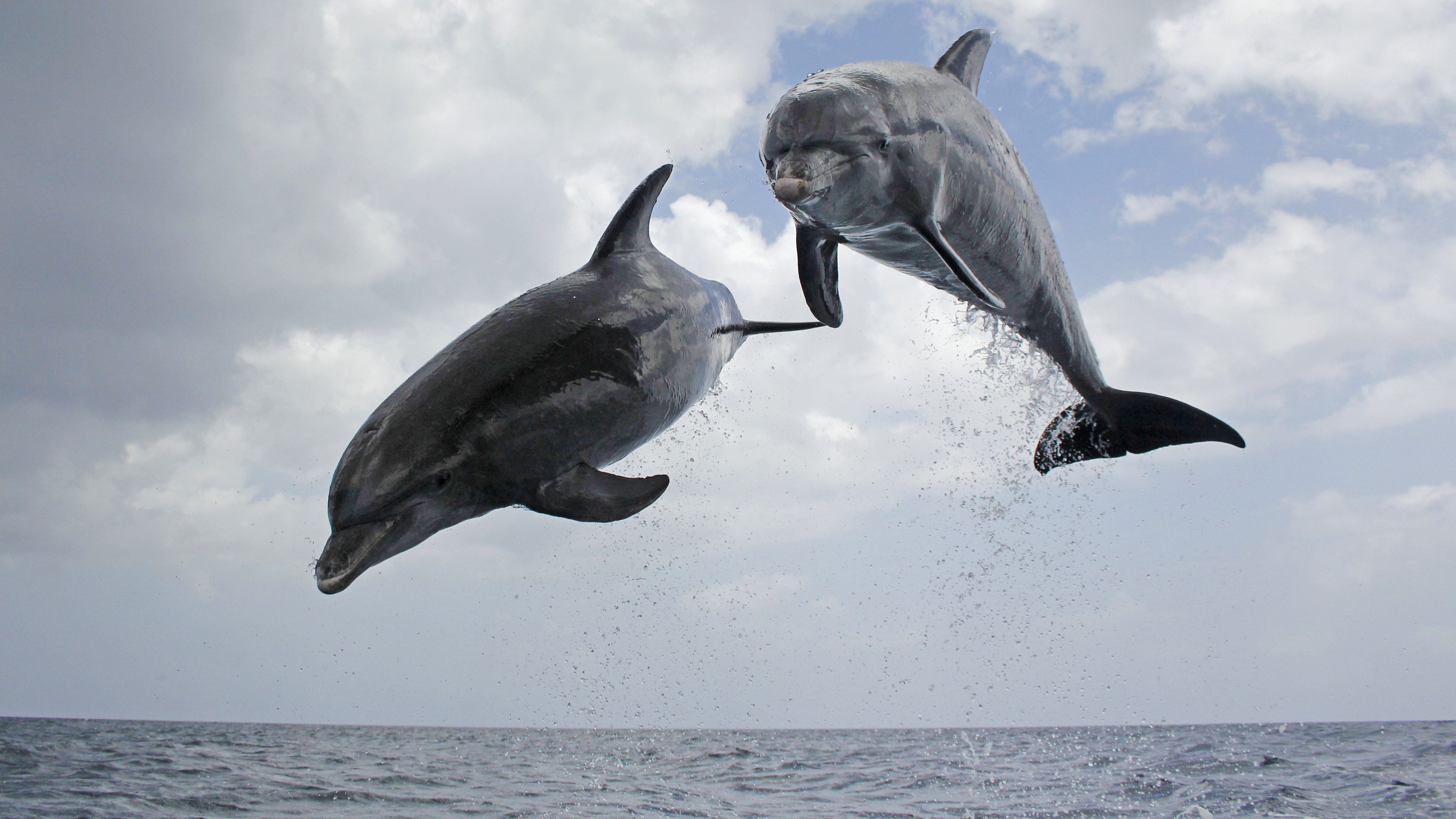 Dolphins: Spy in the Pod | Part 2 | Full Episode | Nature | PBS