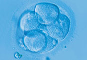 stem-cells
